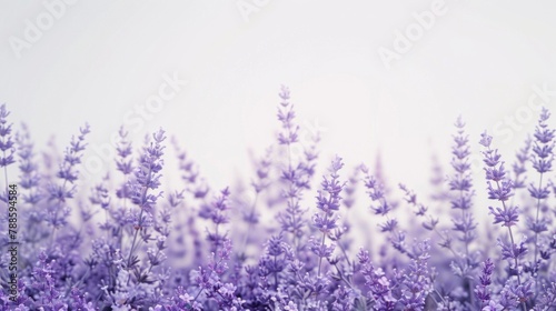 Beautiful field of purple flowers with a clear white sky background. Ideal for nature and springtime concepts