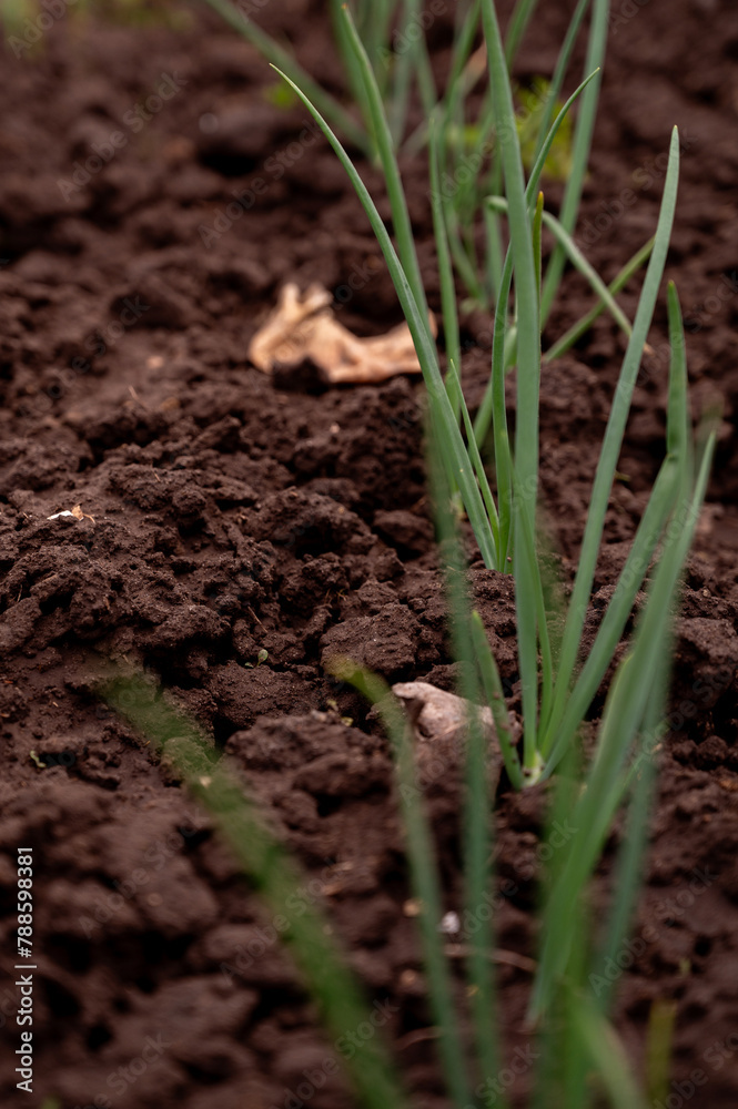 Green onion growing in the garden. Spring vegetable garden. Selective focus. Green onion growing in the garden. Spring vegetable garden. Selective focus.