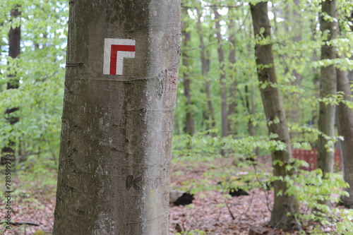 Wallpaper Mural Walking trail mark or traffic sign painted on trees showing direction for hikers on hiking trails in forest in Poland, Europe Torontodigital.ca