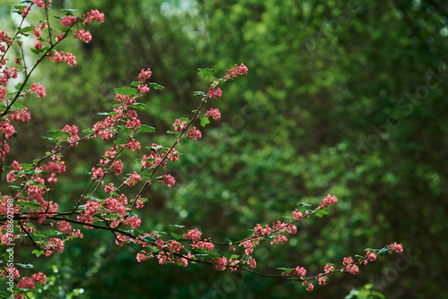 pink flowers on the tree © Radosaw