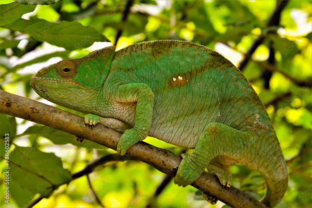 Fototapeta premium Calumma parsonii or Parson's chameleon - a genus of chameleon (highly adapted and specialised lizard) endemic to the island of Madagascar, eastern and northern regions (Madagascar)
