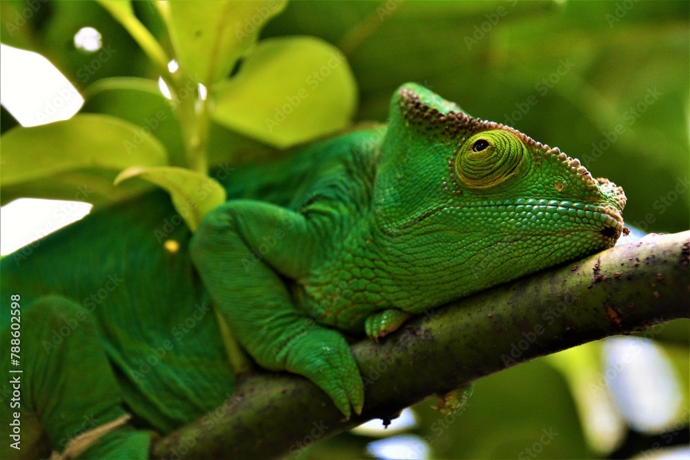 Fototapeta premium Calumma parsonii or Parson's chameleon - a genus of chameleon (highly adapted and specialised lizard) endemic to the island of Madagascar, eastern and northern regions (Madagascar)