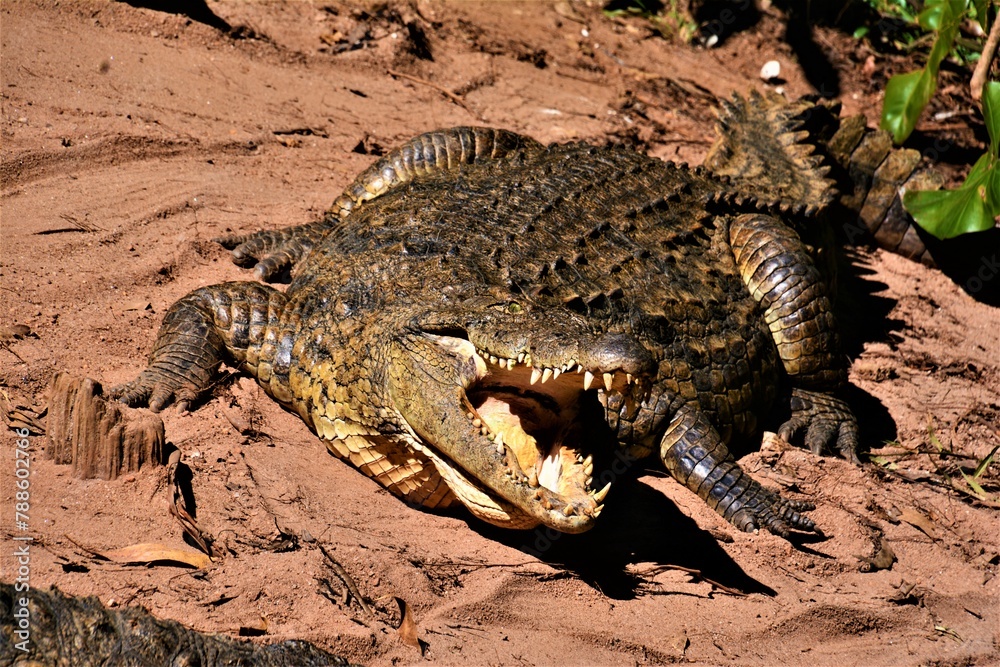 Obraz premium The Nile crocodile - Crocodylus niloticus madagascariensis (regionally also known as the croco Mada) - a large crocodilian native to freshwater habitats (Madagascar)