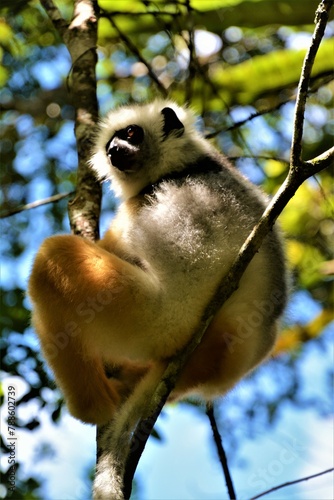 Diademed sifaka (Propithecus diadema), one of the two largest living lemurs, in Analamazaotra Special Reserve (Andasibe area, Madagascar) photo
