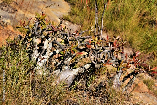 Pachypodium rosulatum subsp. gracilius (
