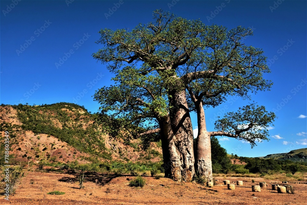 Baobab (Adansonia za, originally named in French as anadzahé) - the most widespread of the Madagascar endemics (south-west Madagascar)
