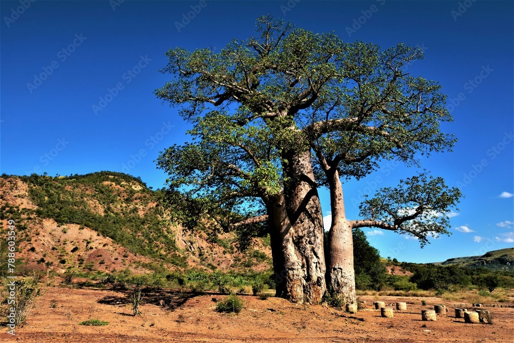 Baobab (Adansonia za, originally named in French as anadzahé) - the most widespread of the Madagascar endemics (south-west Madagascar) Baobab (Adansonia za, originally named in French as anadzahé) - the most widespread of the Madagascar endemics (south-west Madagascar)