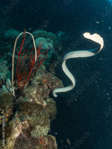 Olive sea snake Aipysurus laevis photo