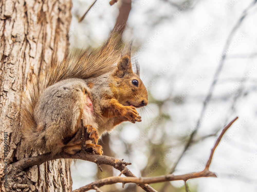 The squirrel with nut sits on a branches in the spring or summer. The squirrel with nut sits on a branches in the spring or summer.