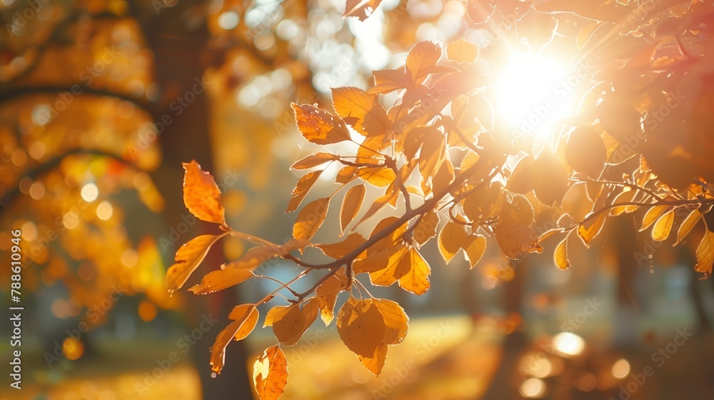 The sunlight filters through autumn leaves, creating a mesmerizing bokeh background.