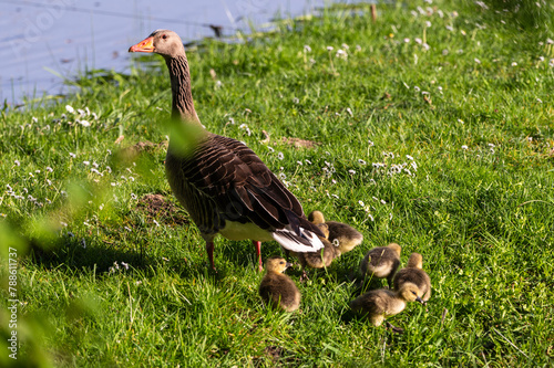 A greylag goose mother with her goslings on the green meadow on the shore in front of the lake.
