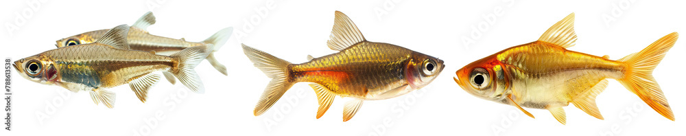 Tetra Fish isolated on Transparent Background. AI generative Tetra Fish isolated on Transparent Background. AI generative