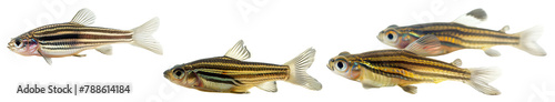 Zebrafish isolated on Transparent Background. AI generative