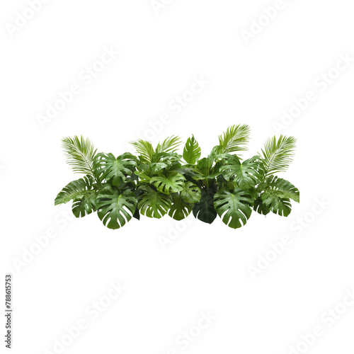 palm tree leaves isolated on transparent background
