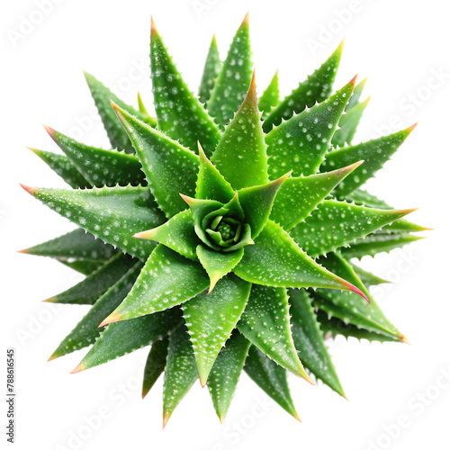 top view aloe vera isolated on transparent background, element remove background, element for design