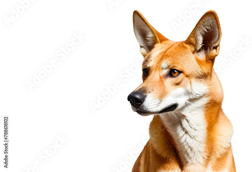 Dingo Dog Animal on transparent background.