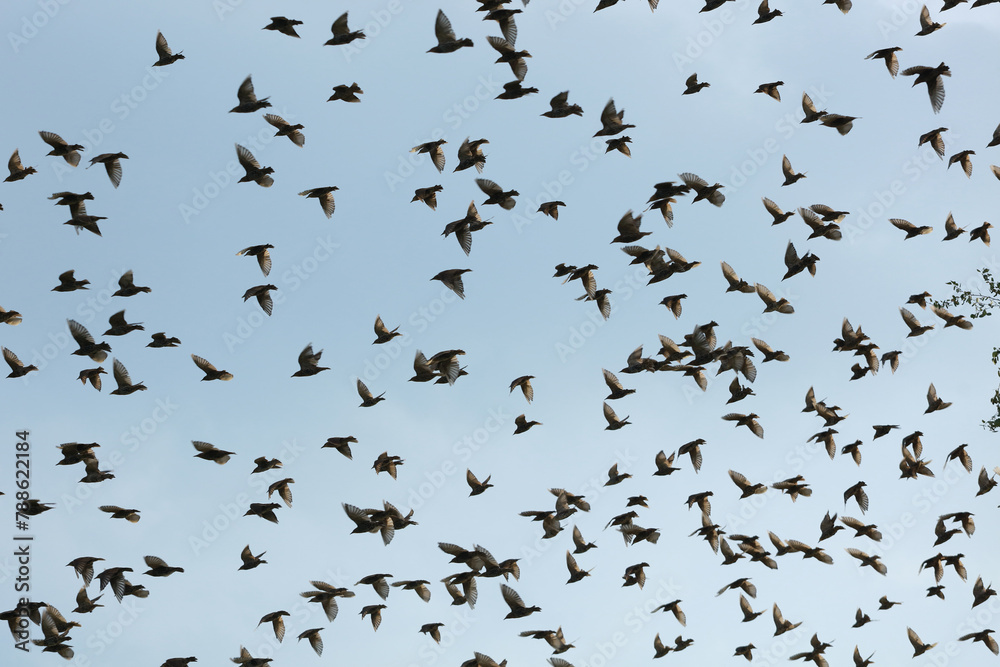 a flock of blackbirds destroys the harvest a flock of blackbirds destroys the harvest