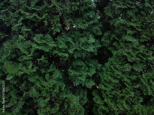 background made of green thuja