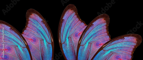 Wings of a butterfly Morpho isolated on black. Morpho butterfly background.