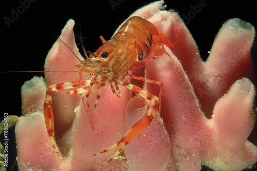 Twoclaw shrimp Gambero striato, Shrimp, crevette, Brachycarpus biunguiculatus, Crustacea, Decapoda on sponge, Haliclona cratera, Porifera. Capo Caccia, Alghero, Sardinia photo