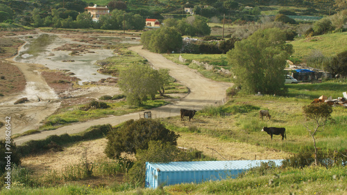 Vache noire et blanche dans un pâturage