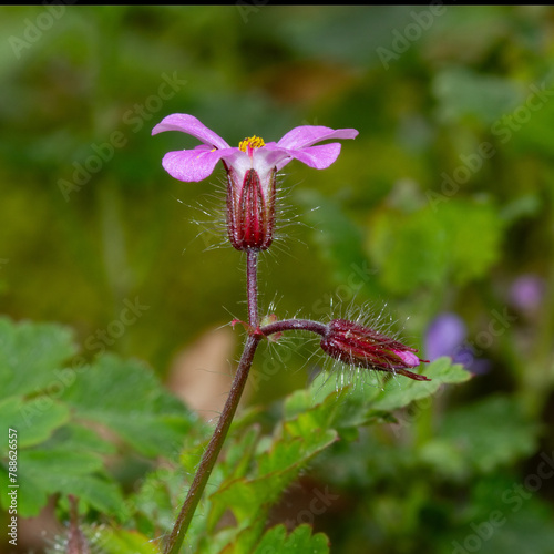 Close up of small, pink flowers of Herb-Robert or Roberts Geranium