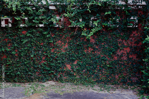 red wall with ivy