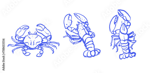 Seafood set with crab and lobster in blue outlines isolated on white background.Hand drawn vector illustration. Design for seafood menu, coastal decor. Marine life and cuisine concept. 