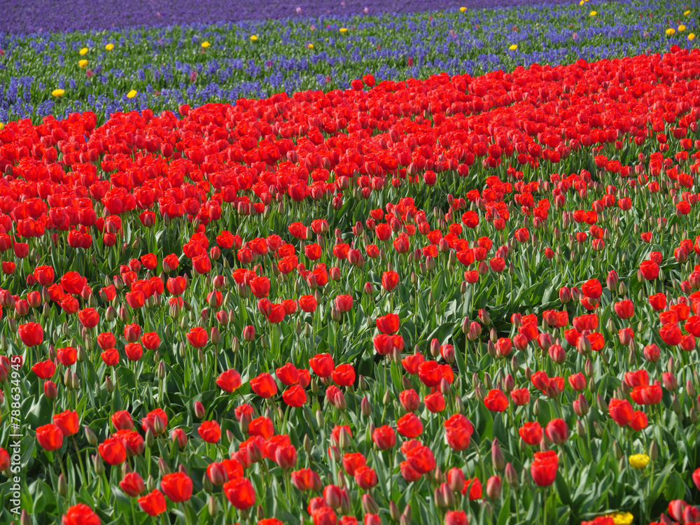 Tulpen in den Niederlanden