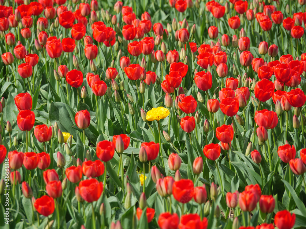 Tulpen in den Niederlanden