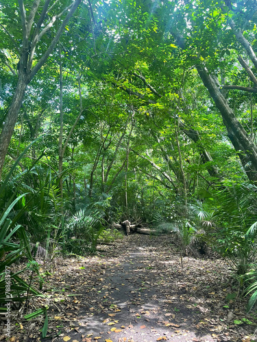 Forêt tropicale 