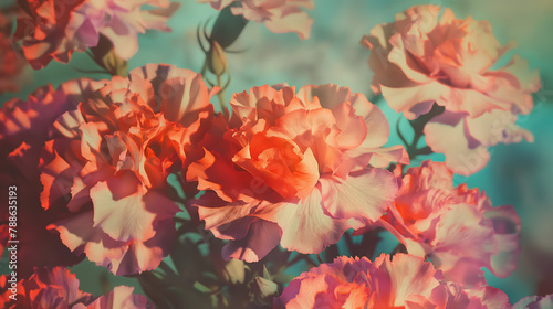 Orange-tinted carnations basking in gentle sunlight  casting a warm  ethereal glow across the delicate petals.