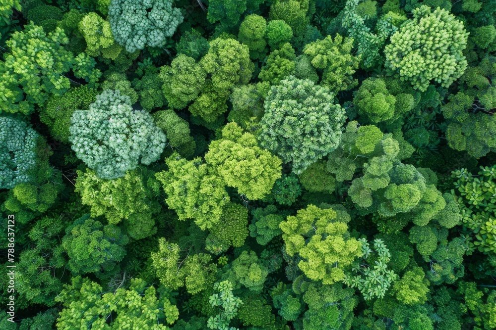 Aerial top view of green trees in forest. The  view of dense green tree captures CO2. Green tree nature background for carbon neutrality and net zero emissions concept. Sustainable green environment. 