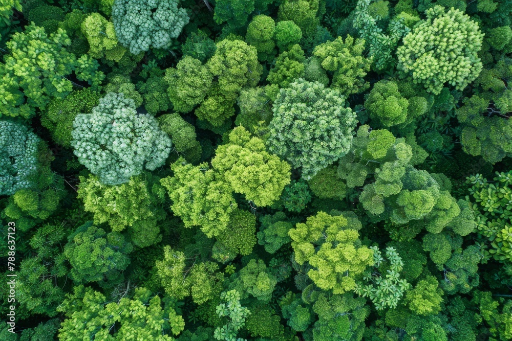 Aerial top view of green trees in forest. The view of dense green tree captures CO2. Green tree nature background for carbon neutrality and net zero emissions concept. Sustainable green environment. Aerial top view of green trees in forest. The view of dense green tree captures CO2. Green tree nature background for carbon neutrality and net zero emissions concept. Sustainable green environment.