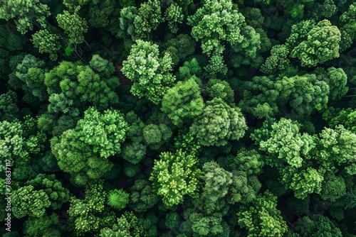 Aerial top view of green trees in forest. Drone view of dense green tree captures CO2. Green tree nature background for carbon neutrality and net zero emissions concept. 