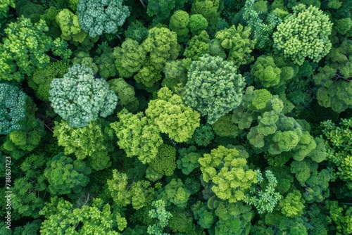 Aerial top view of green trees in forest. The  view of dense green tree captures CO2. Green tree nature background for carbon neutrality and net zero emissions concept. Sustainable green environment.  photo