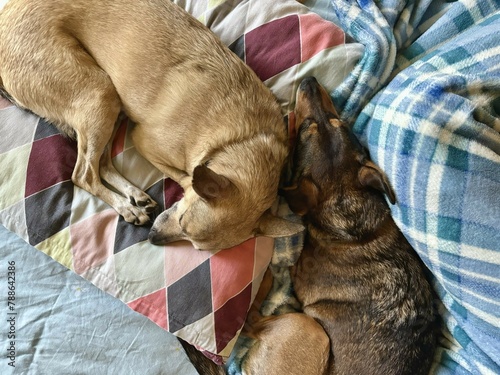 due cani meticci sul letto di casa, two mixed breed dogs on the bed at home