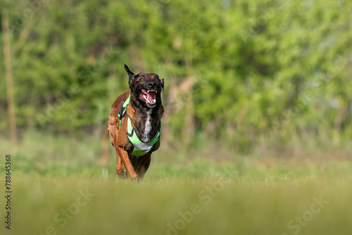 Belgian Shepherd Malinois dog running fast on the green grass.