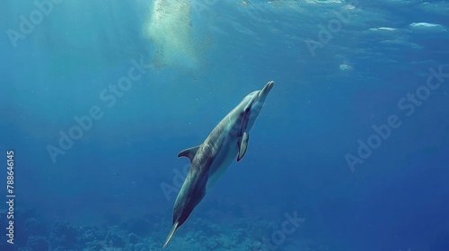 Common Bottlenose Dolphin underwater in Red Sea, © sania