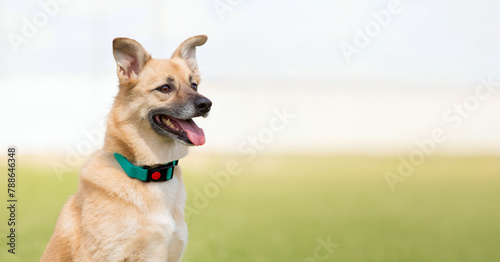 Dog smiling. Happy mutt dog. Dog without breed