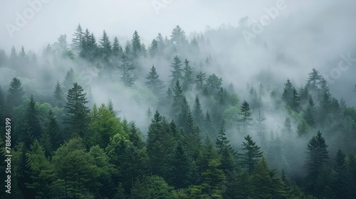 coniferous forest in foggy mountains © sania