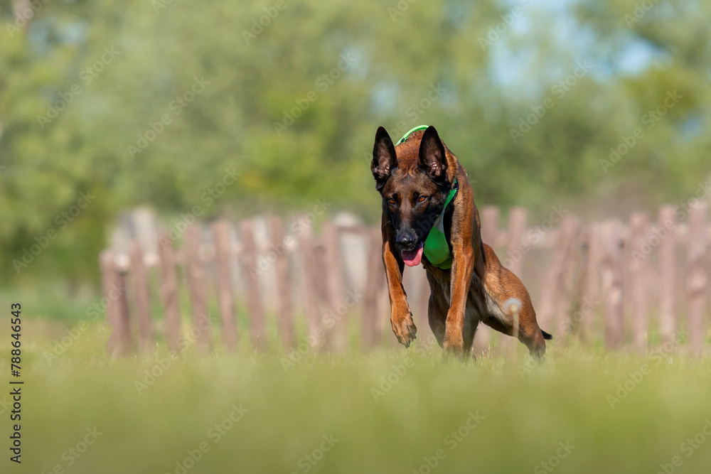 Belgian Shepherd Malinois dog running fast on the green grass. Belgian Shepherd Malinois dog running fast on the green grass.