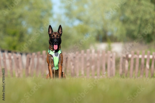 Belgian Shepherd Malinois dog sitting on the green grass. Dog wearing the harness