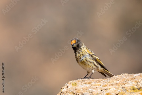 A red fronted serin photo