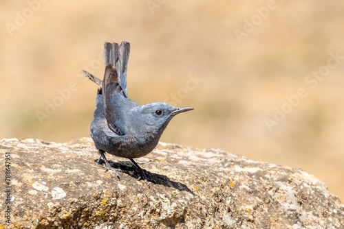 A blue rock thrush  posing and arousing its tail photo