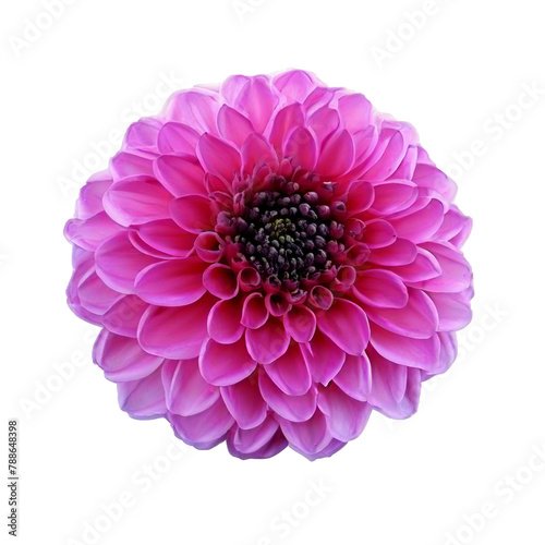 pink dahlia isolated on white