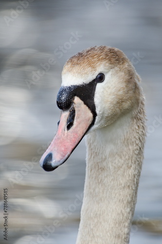 Giant waterfowl Cygnus olor aka wild swan close-up head portrait. Czech republic.