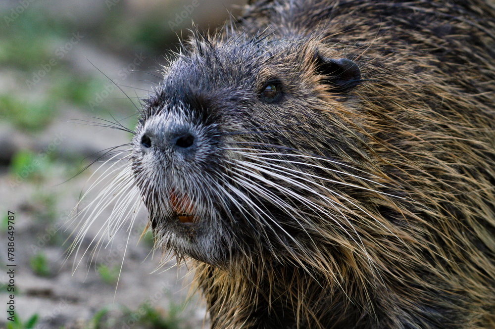 Myocastor coypus aka nutria or swamp rat. Close-up head portrait. Invasive rodent in Vltava river in Prague. Czech republic. Myocastor coypus aka nutria or swamp rat. Close-up head portrait. Invasive rodent in Vltava river in Prague. Czech republic.