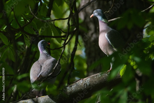 Couple of Columba palumbus aka Common Wood Pigeon perched on the tree branch. Common bird of czech nature.