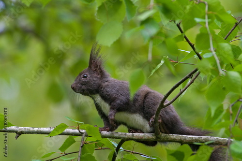 Sciurus vulgaris aka The red squirrel (black form) is climbing on the tree in springtime.